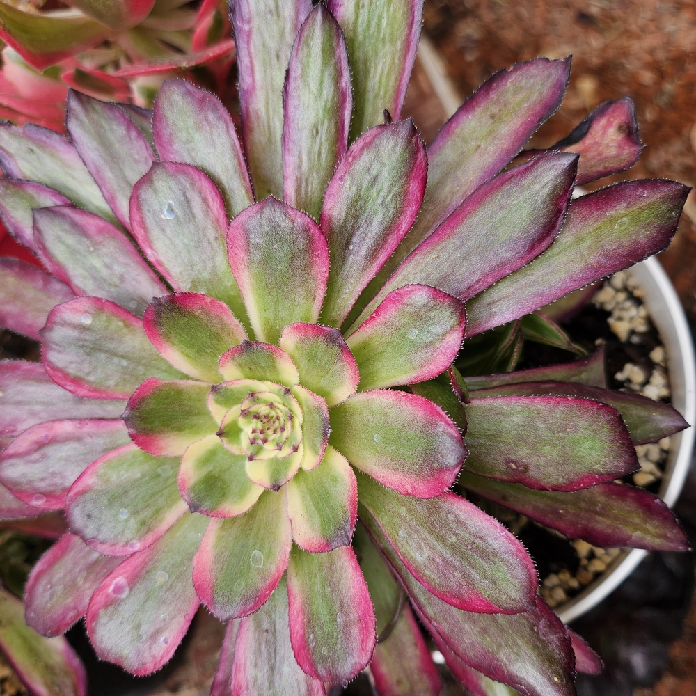 Vibrant Succulent Plant - Green and Pink